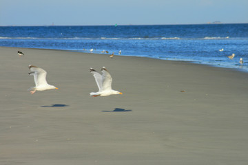 Möwen am Strand