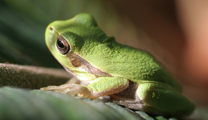 Green tree frog