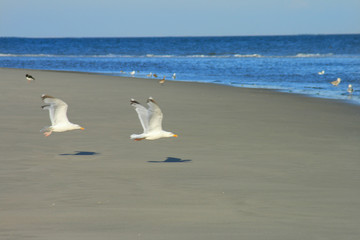 Möwen am Strand