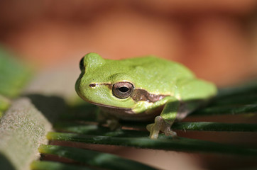 Green tree frog