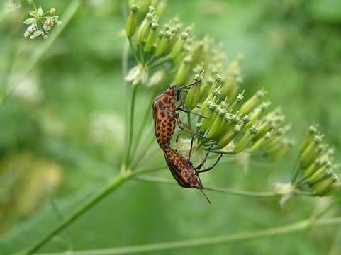 Connubium Of Bedbugs