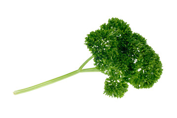 parsley herb