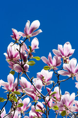 Beautiful pink magnolia flowers over blue sky