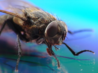 Stubenfliege1