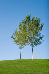 Fototapeta na wymiar Green grass field and tree
