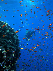 Fototapeta na wymiar Diver by the reef