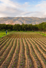 Small farm