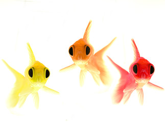 tre pesci curiosi - obrazy, fototapety, plakaty