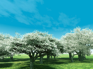 Blossoming cherry-trees