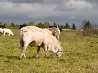 Sheep grazing in a field