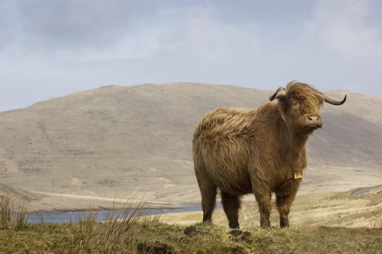 Highland Cattle