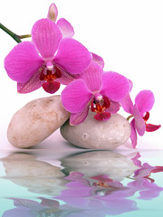 Obrazy na Szkle  Woda, orchidea