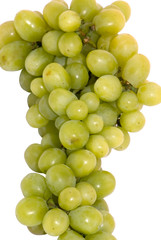 grape on the white background