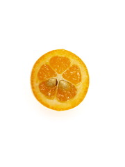 fortunella kumquats