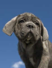 puppy italian mastiff