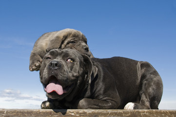 italian mastiff mother and puppy