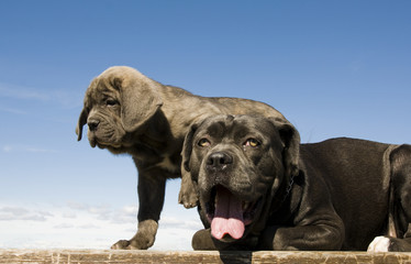 italian mastiff mother and puppy