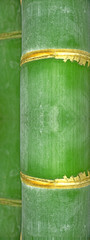 bambou vert
