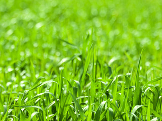Green Grass