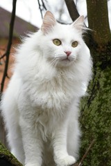 White cat