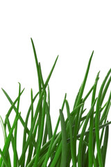 Obraz premium grass