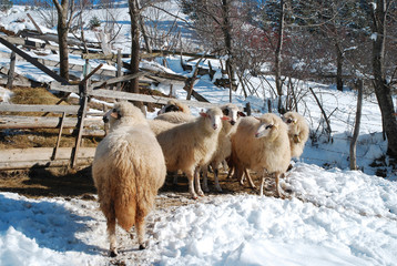 Fototapeta premium Sheeps