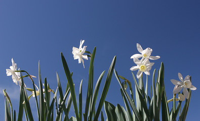Narciso
