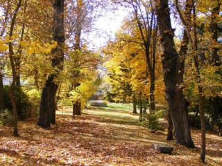 Bosque del parque de El Espinar en otoño