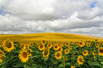 Fototapeta premium Sonnenblumenfeld in Arcos, Andalusien, Spanien