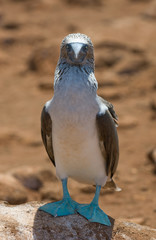 blue-footed booby