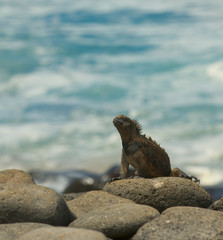 marine iguana in the beach