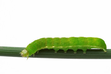 spring caterpillar