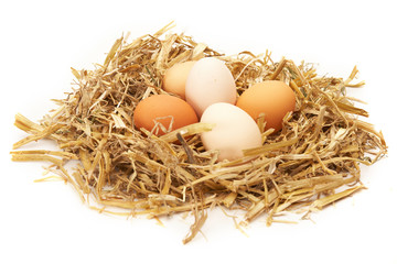 eggs in nest