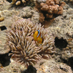 Reef coral fish Amphiprion in anemone
