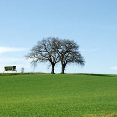 Obraz premium arbres