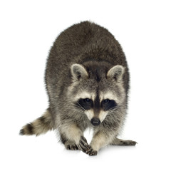 raccoon (9 months) -  Procyon lotor