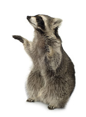 raccoon (9 months) -  Procyon lotor © Eric Isselée