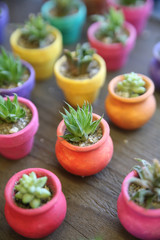 Miniature Cactus in colorful planters