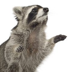 raccoon (9 months) -  Procyon lotor © Eric Isselée