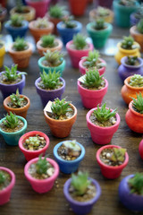 Miniature Cactus in colorful planters