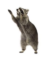 raccoon (9 months) -  Procyon lotor © Eric Isselée