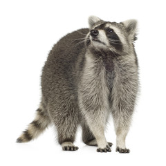 raccoon (9 months) -  Procyon lotor © Eric Isselée