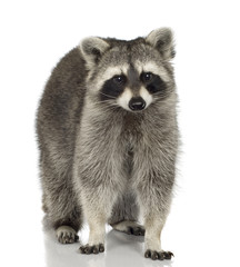 raccoon (9 months) -  Procyon lotor