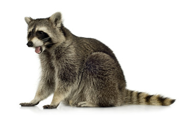raccoon (9 months) -  Procyon lotor