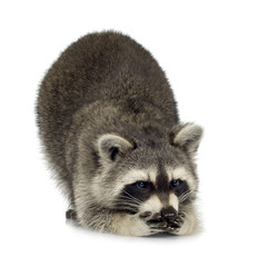 raccoon (9 months) -  Procyon lotor
