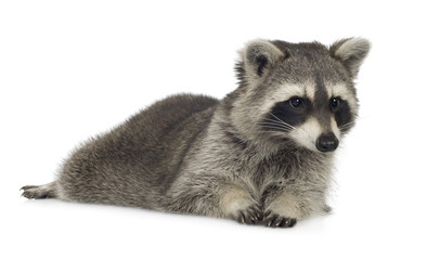 raccoon (9 months) -  Procyon lotor