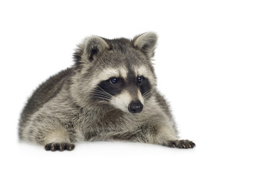 Fototapeta premium raccoon (9 months) - Procyon lotor