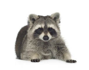 raccoon (9 months) -  Procyon lotor