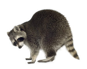 raccoon (9 months) -  Procyon lotor