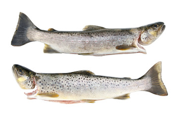 fresh trout